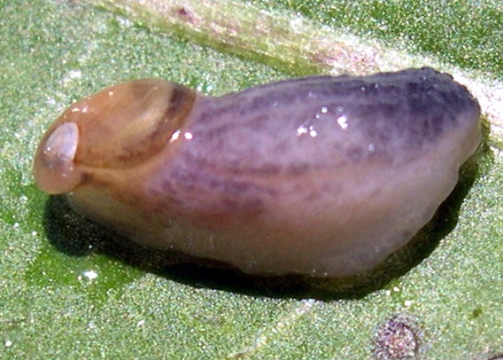 Daudebardia sp.